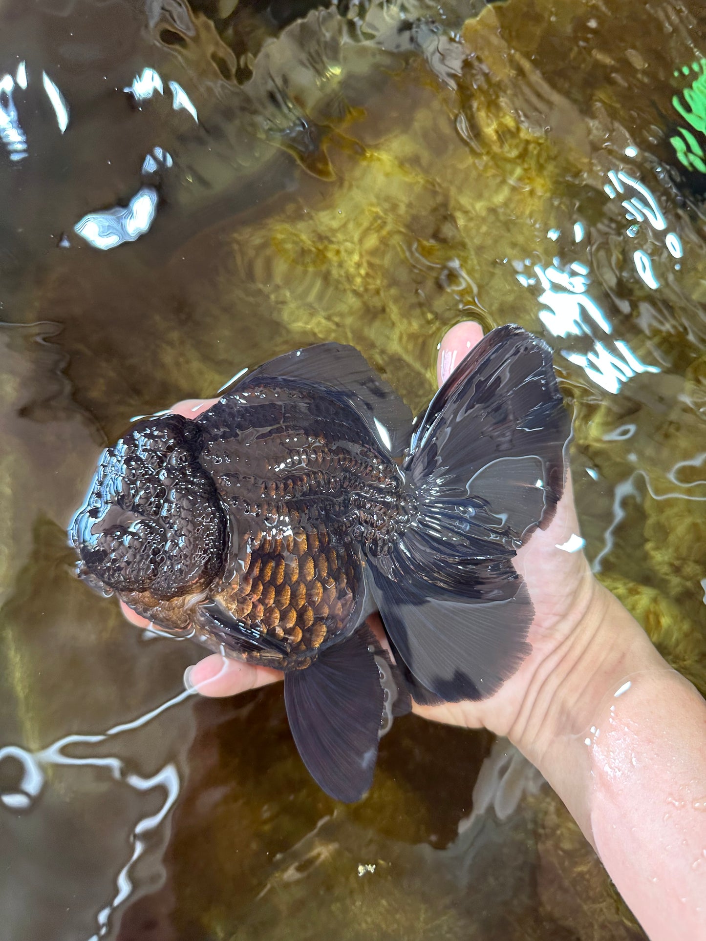 AAA Grade Godzilla Black Oranda Female 6.5 inches #081525OR_31