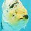 UNIQUE AAA Grade Jumbo Bloodline White Tiger Ranchu Male 4.5-5 inches #071726RC_06