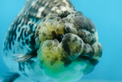 AAA Grade White Tiger LionQueen 5-5.5 inches #091225LC_08