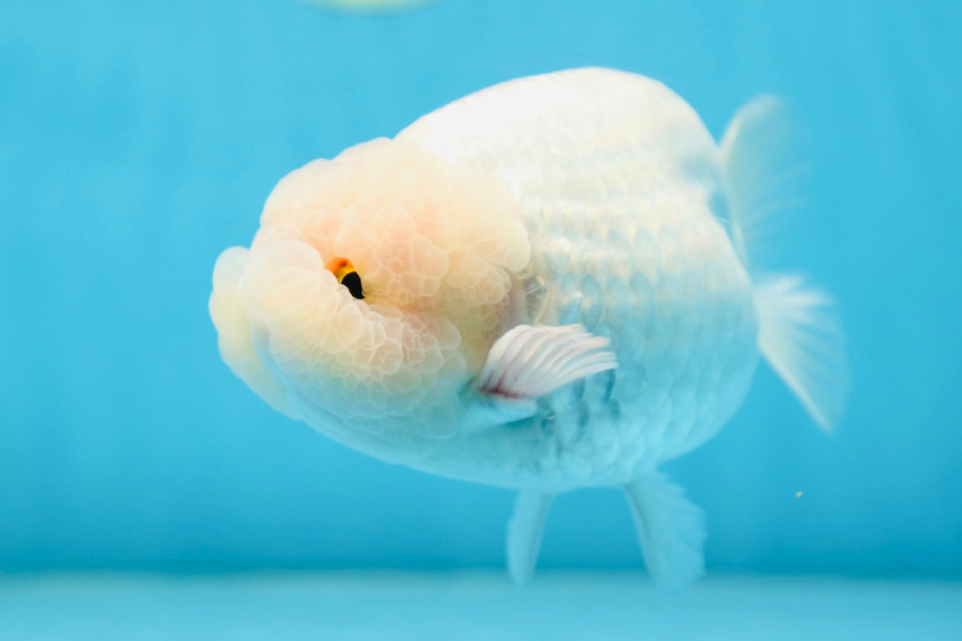 AAA Grade Snow White LionKing 5-5.5 inches #082925LC_18