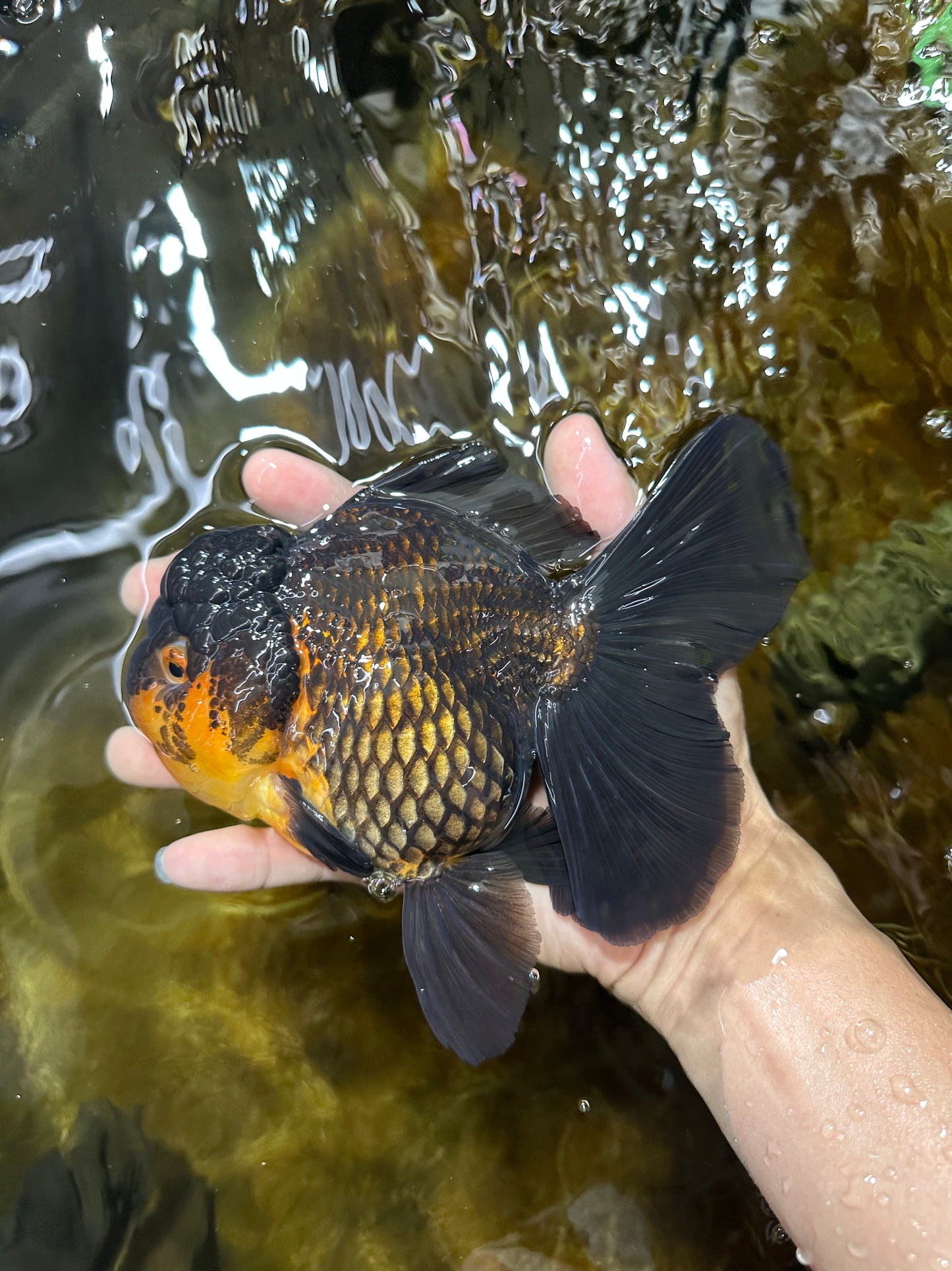 A Grade SPECIAL Apache Oranda Female 6-6.5 inches #091225OR_09