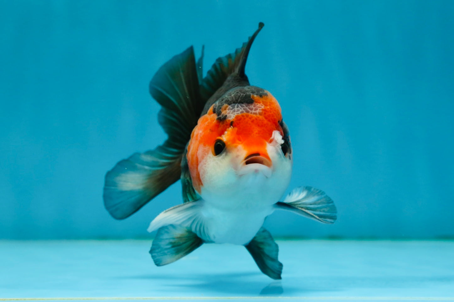 A Grade Nugget Tricolor Button Eyes Oranda Male 4.5 inches #010325OR_17