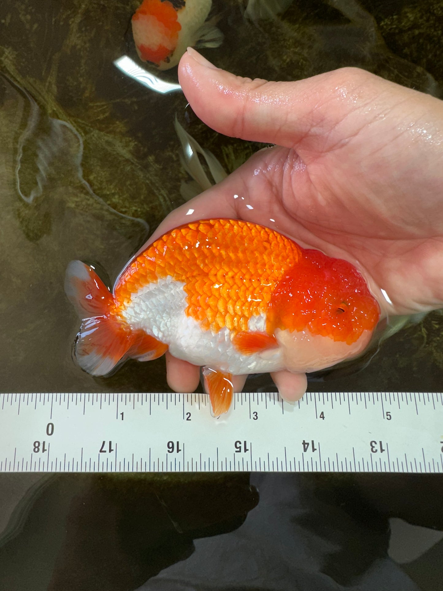 Red White Lionchu Male 4.5-5 inches #070425LC_11