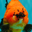 CHARLIE AAA Grade Apache Yuanbao Male 6.5 inches #071726YB_14