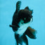 BATMAN A Grade Panda Oranda Male 5.5-6 inches #111425OR_19