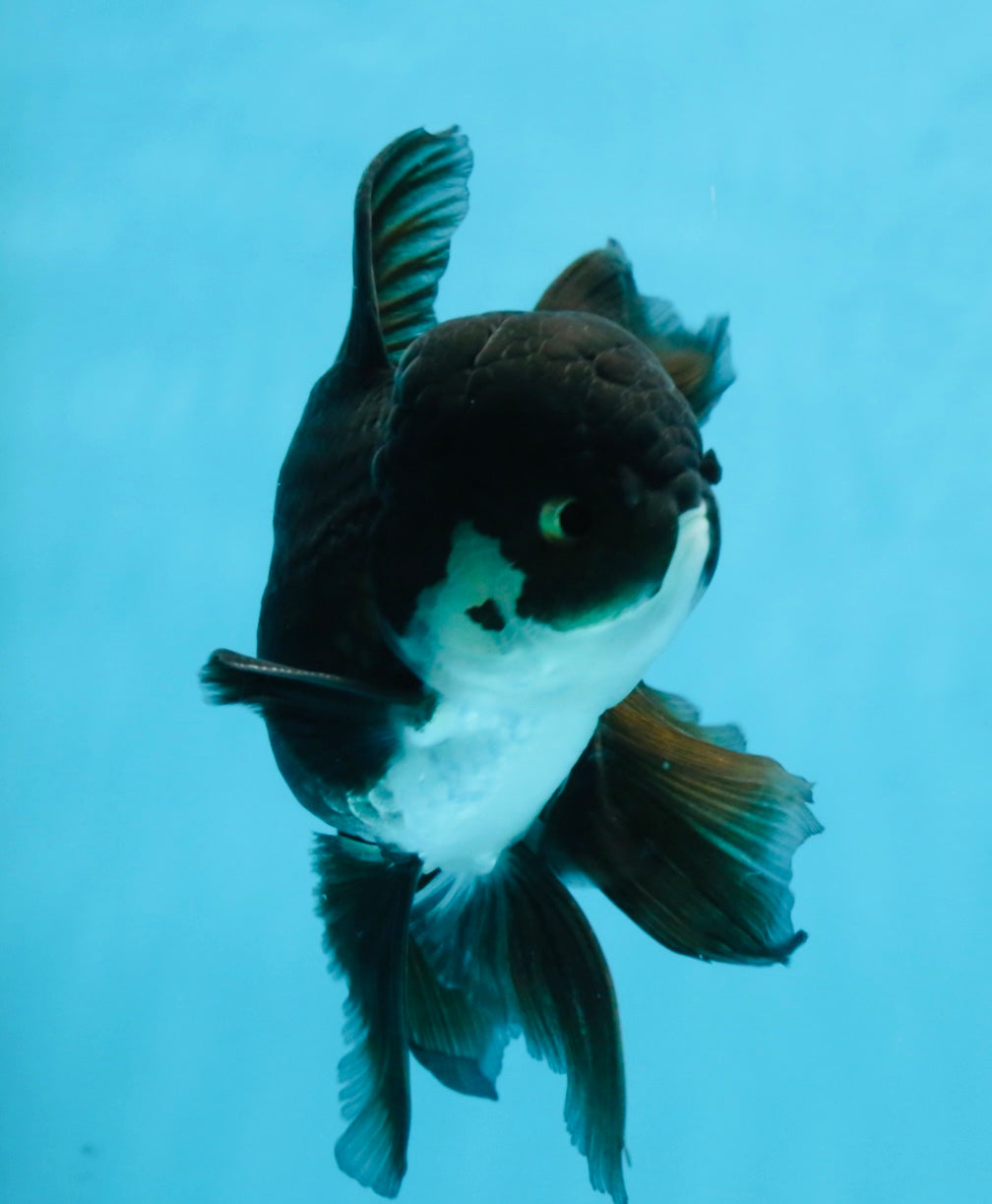 BATMAN A Grade Panda Oranda Male 5.5-6 inches #111425OR_19