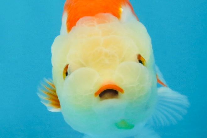 A Grade Red White LionKing 4 inches #112825LC_11