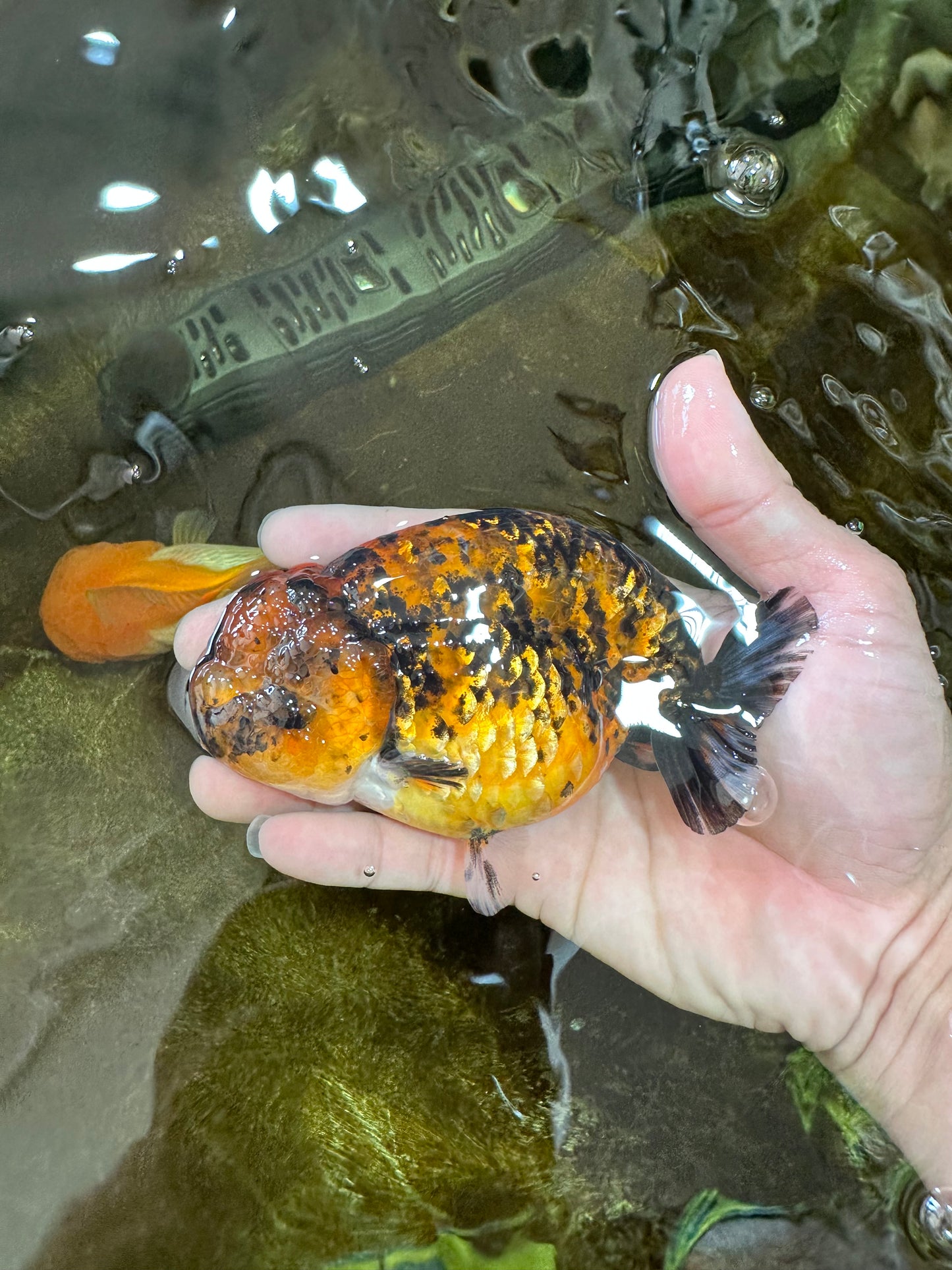 A Grade Tiger LionKing 4.5-5 inches #071125LC_03