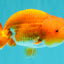 A Grade Red White LionKing 4-4.5 inches #070326LC_37