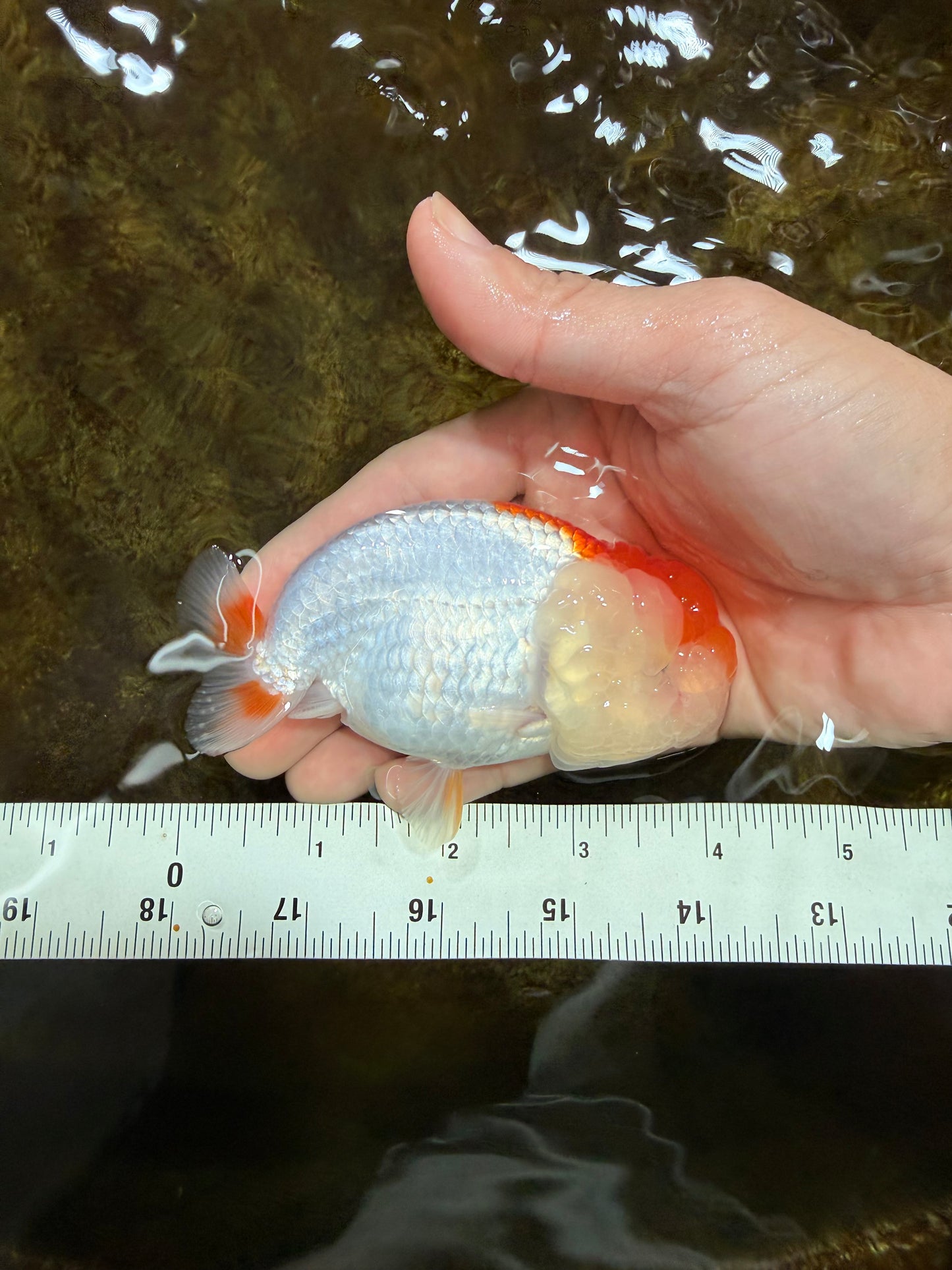 Red White LionChu 4 inches #112825LC_10