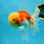 AAA Grade Godzilla Sakura Oranda Male 6 inches #053025OR_25