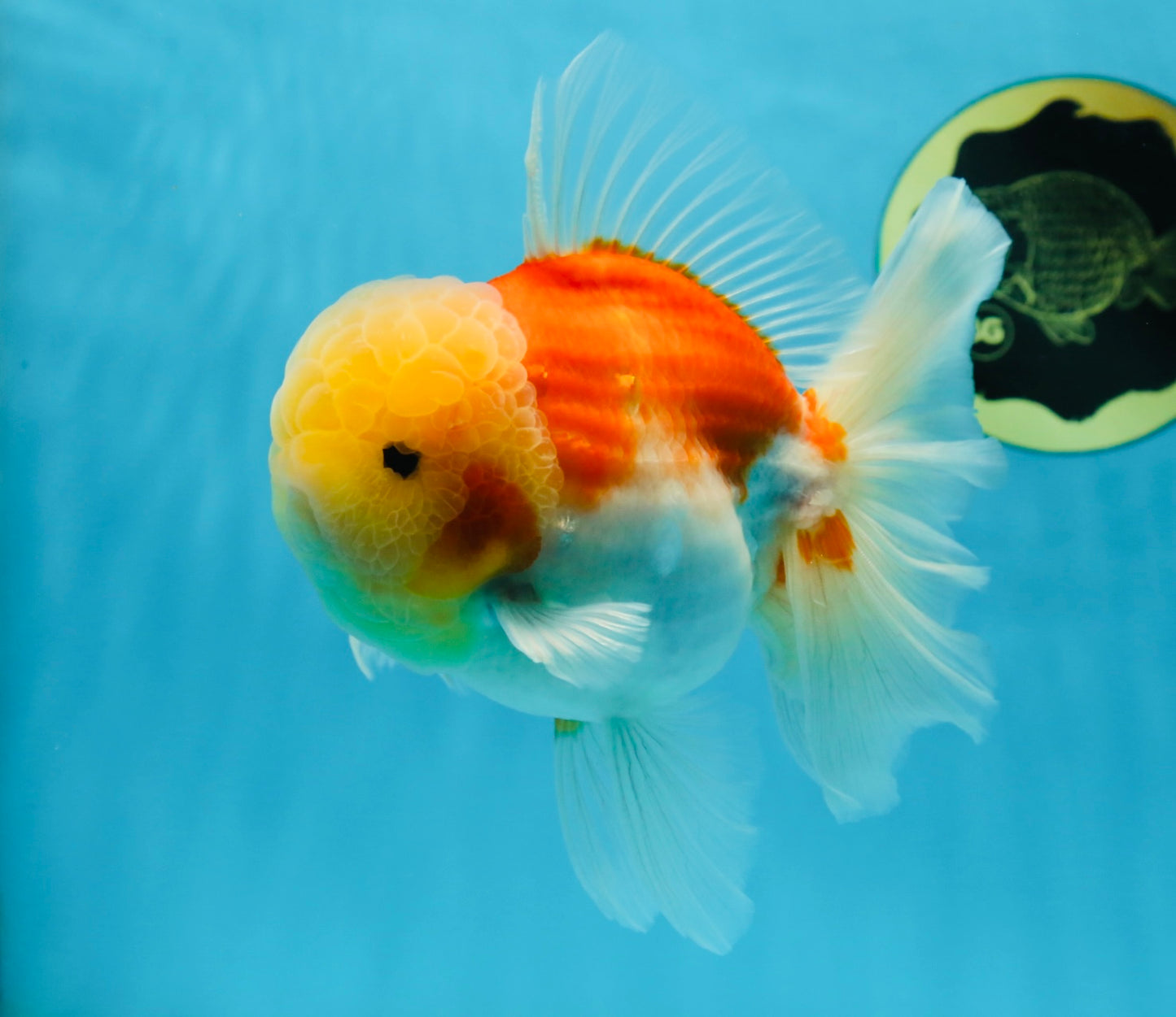 AAA Grade Godzilla Sakura Oranda Male 6 inches #053025OR_25