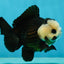 AAA Grade Pompom Panda Button Eyes Yuanbao Male 4 inches #050925YB_25