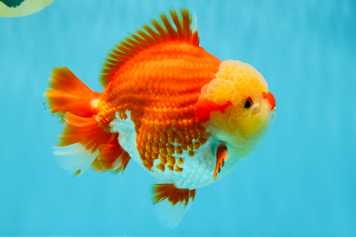 SUPER CUTE AAA Grade Godzilla Red White Yuanbao Male 6 inches #022726YB_02