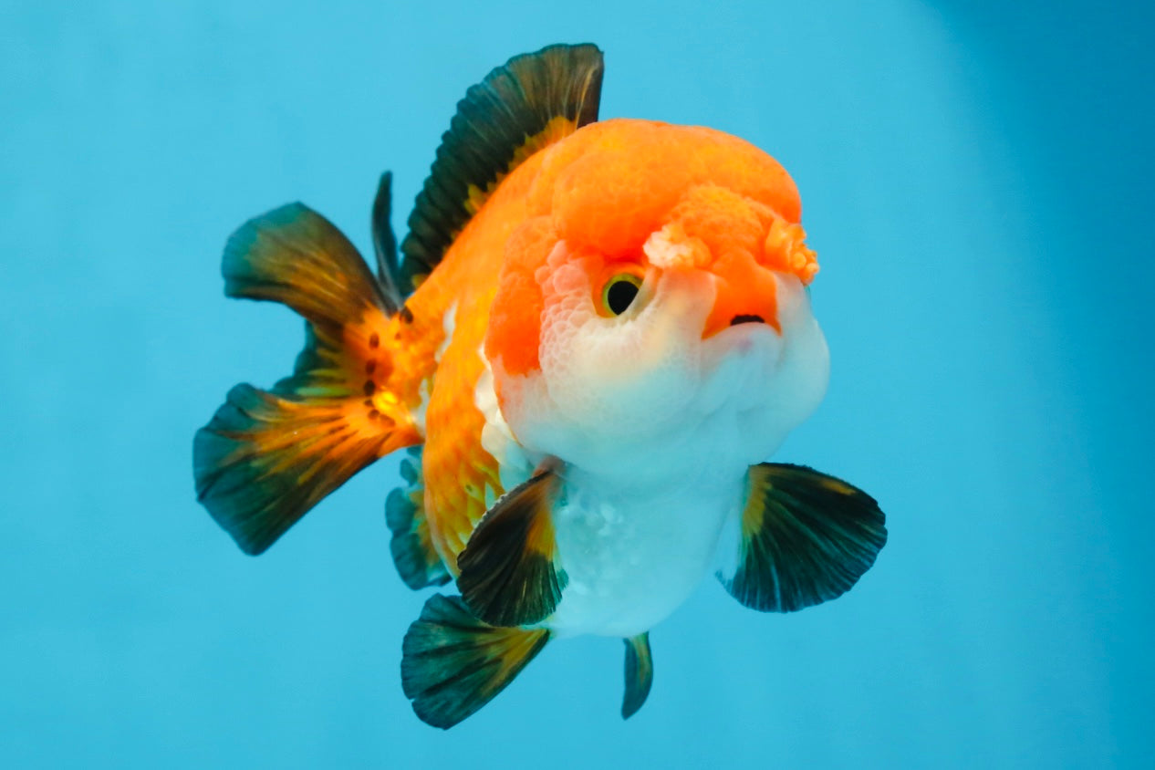 SUPER CUTE Tricolor Yuanbao Male 4.5 inches #071125YB_18