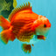 CHUBBY AAA Grade Red White Yuanbao Male 5-5.5 inches #051526YB_12