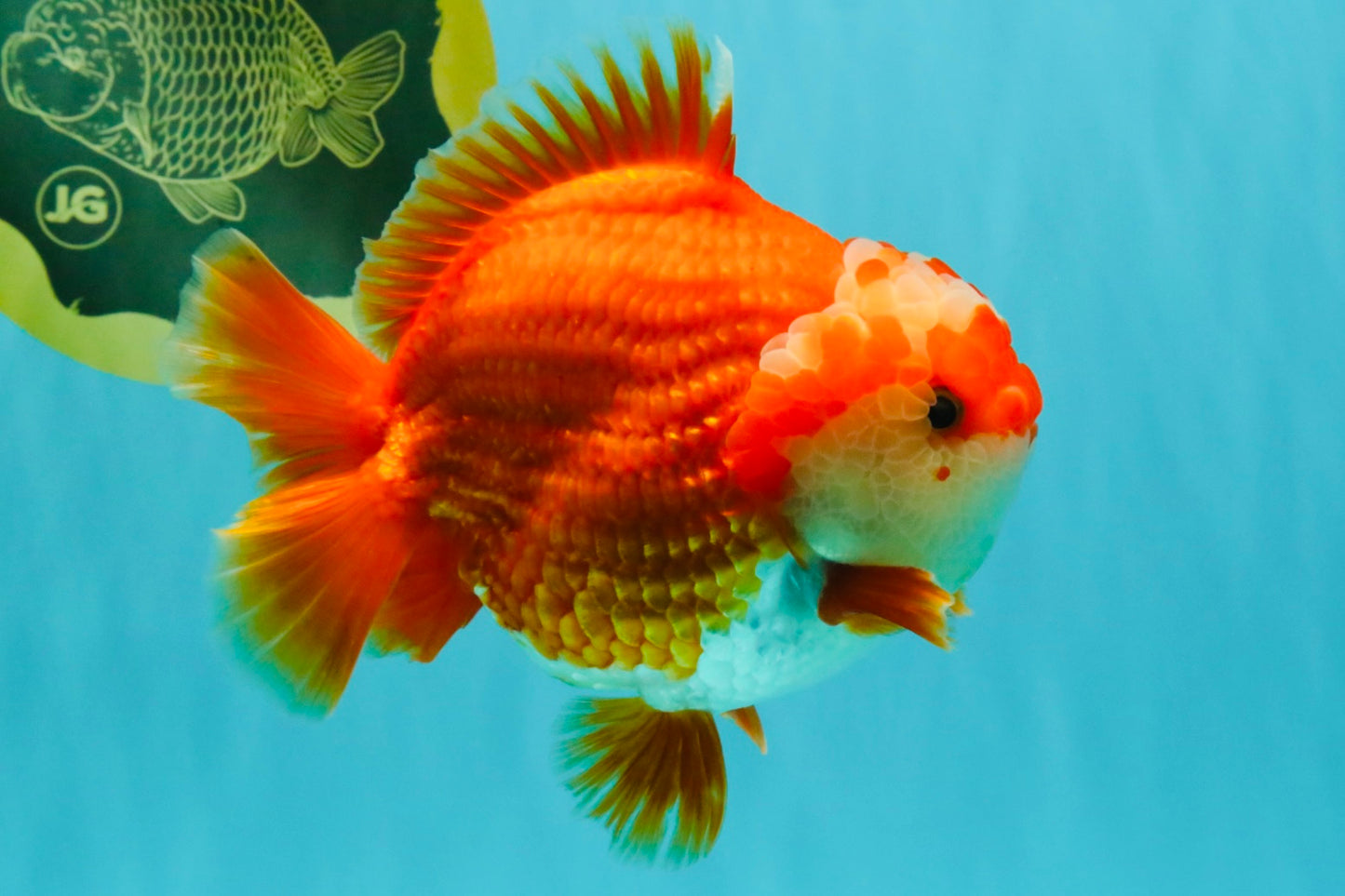 CHUBBY AAA Grade Red White Yuanbao Male 5-5.5 inches #051526YB_12