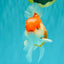 A Grade Polkadot Red White Oranda Male 5.5 inches #100926OR_13