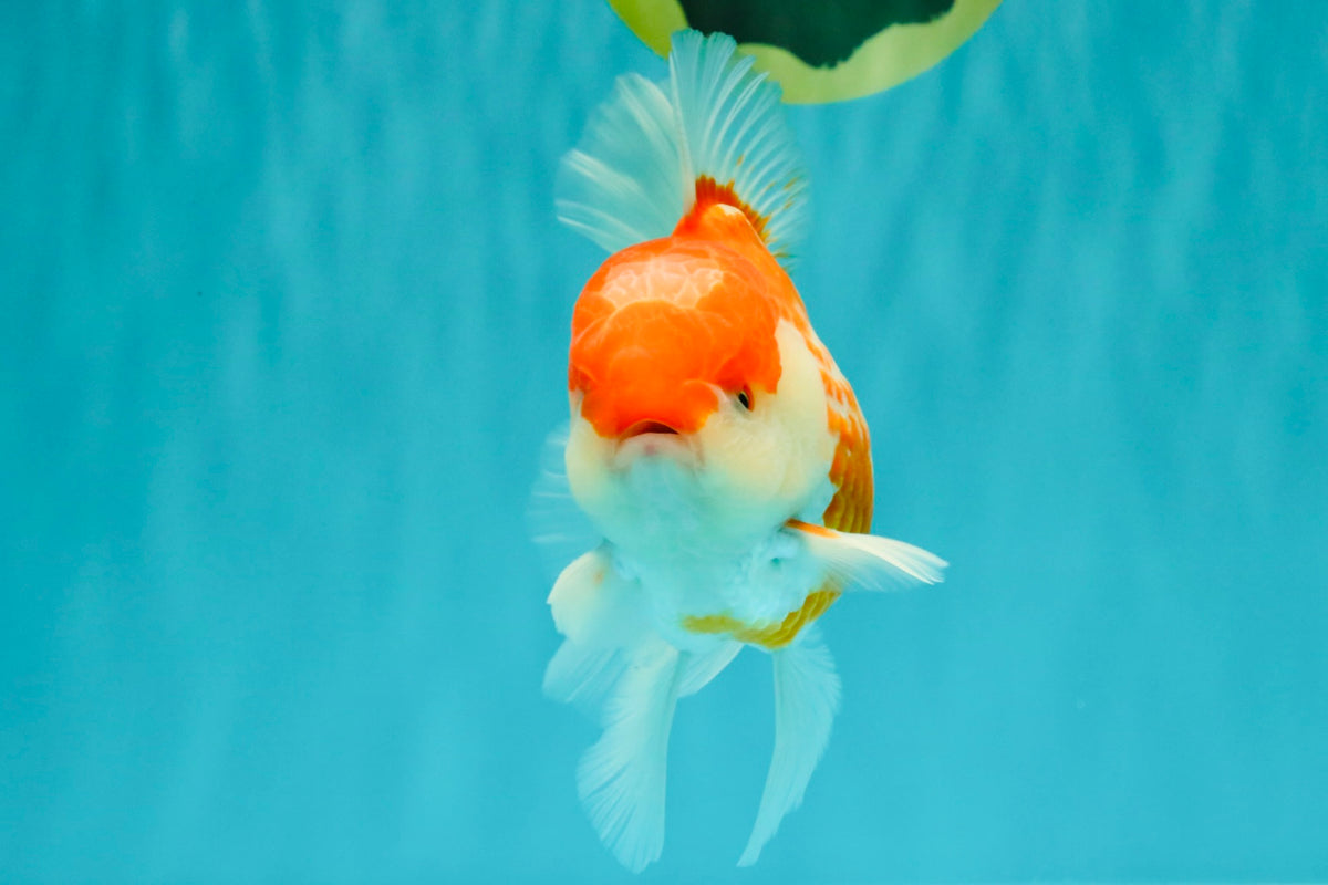 A Grade Polkadot Red White Oranda Male 5.5 inches #100926OR_13