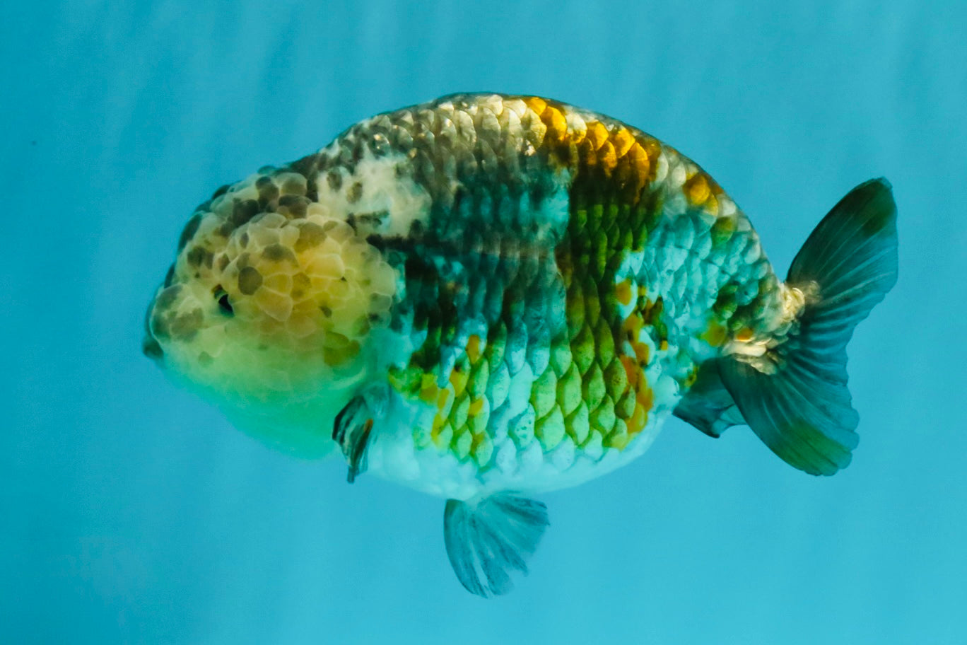 SPECIAL Pepper Calico Chinese Ranchu Female 6-6.5 inches #032026RC_30