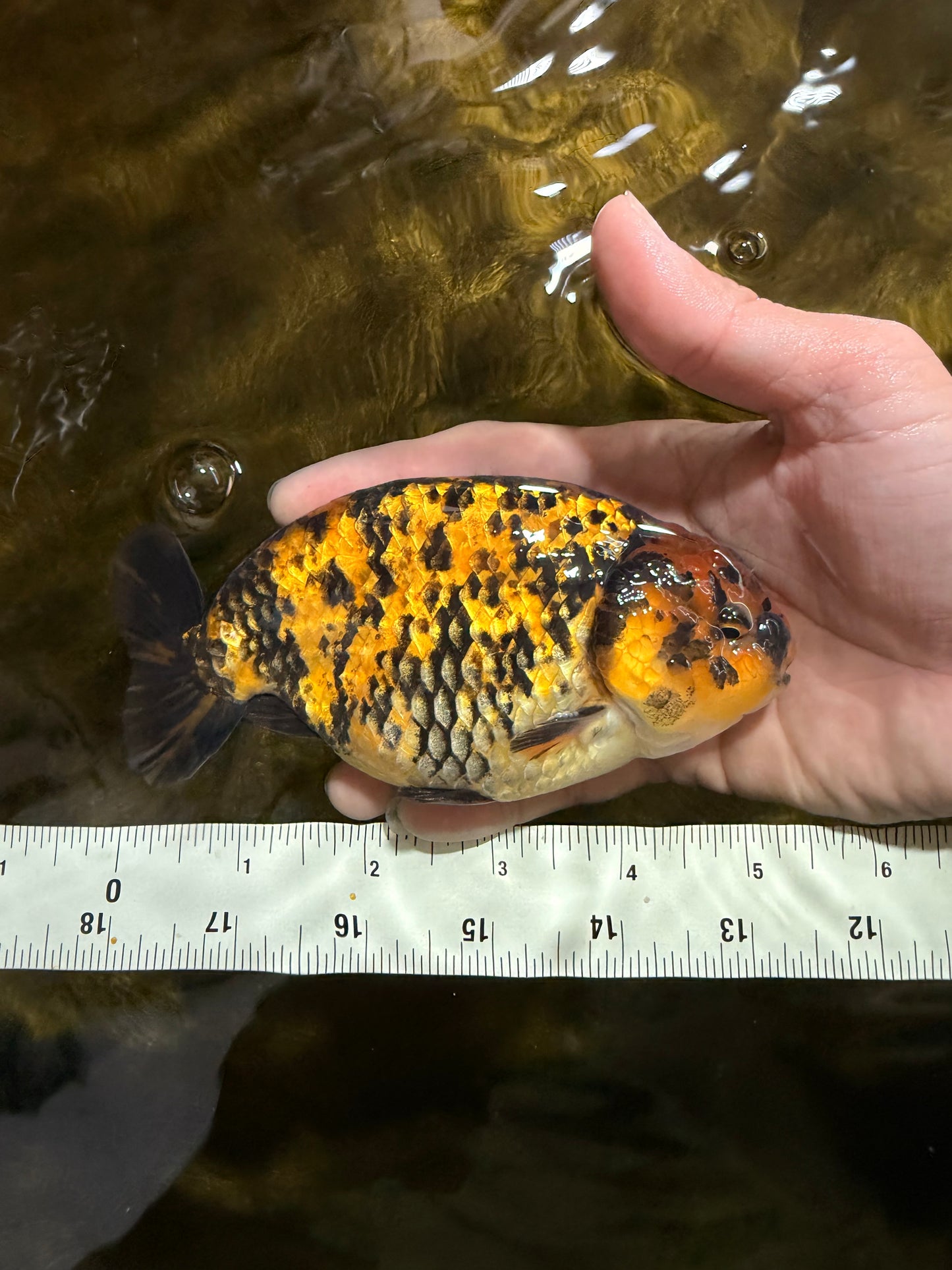 A Grade Tiger LionKing 5 inches #103125LC_14