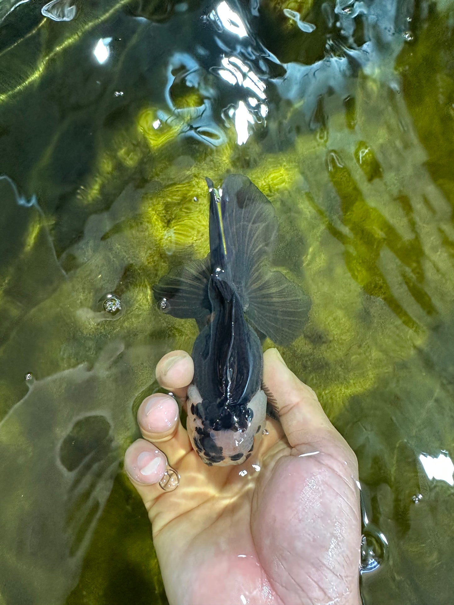 A Grade Panda Oranda Male 5 inches #100325OR_22
