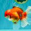 A Grade Red White Oranda Male 6 inches #081426OR_11
