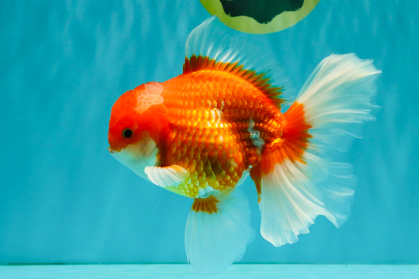A Grade Red White Oranda Male 6 inches #081426OR_11