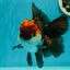 A Grade Lava Head Tricolor Oranda Male 5.5 inches #110824OR_07