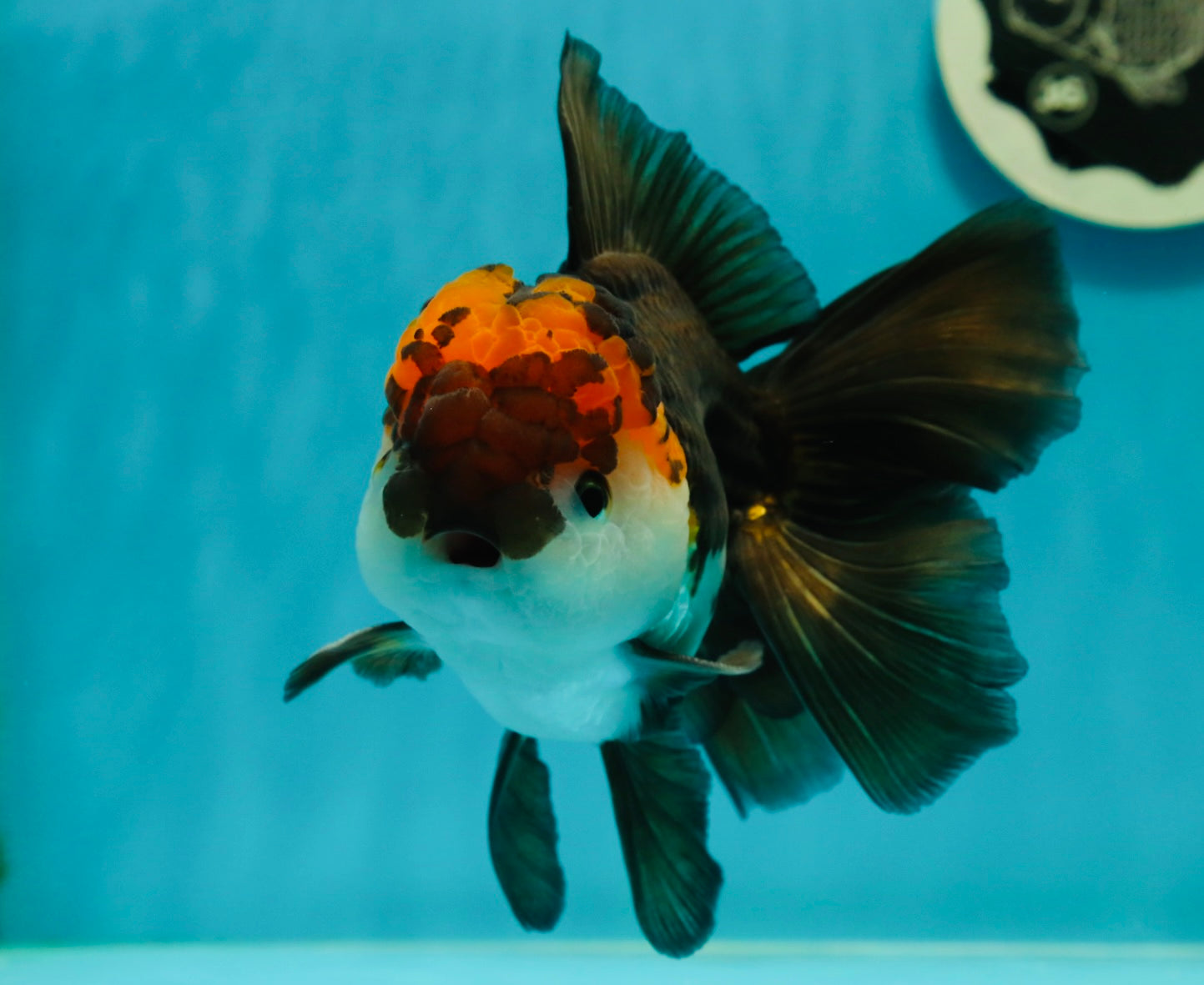 A Grade Lava Head Tricolor Oranda Male 5.5 inches #110824OR_07