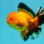 AAA Grade Apache Oranda Male 5.5-6 inches #041726OR_11