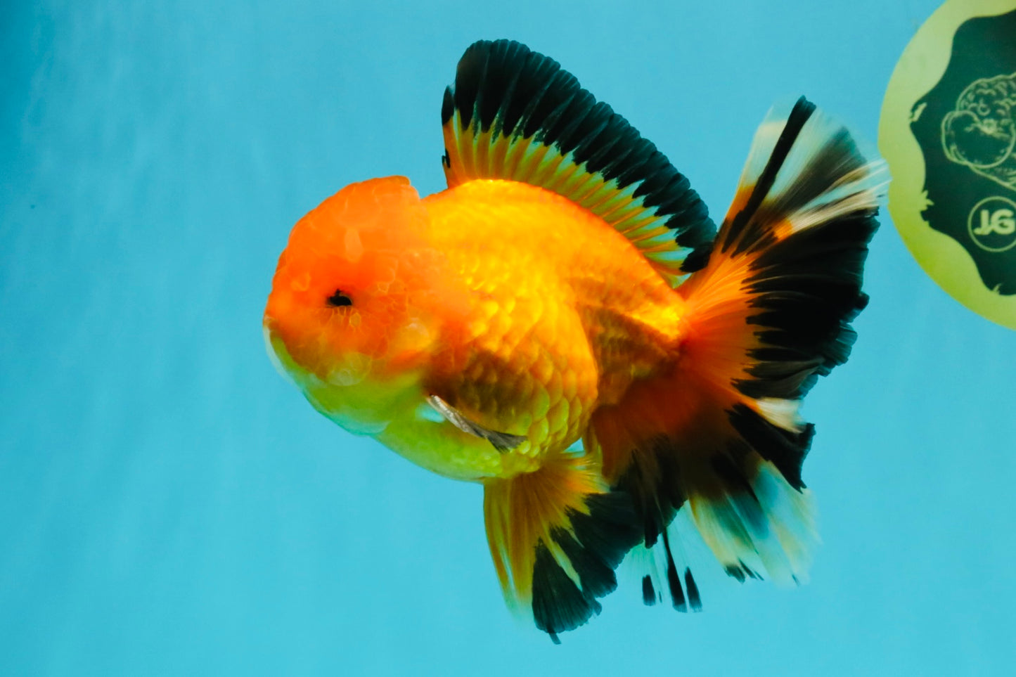 AAA Grade Apache Oranda Male 5.5-6 inches #041726OR_11