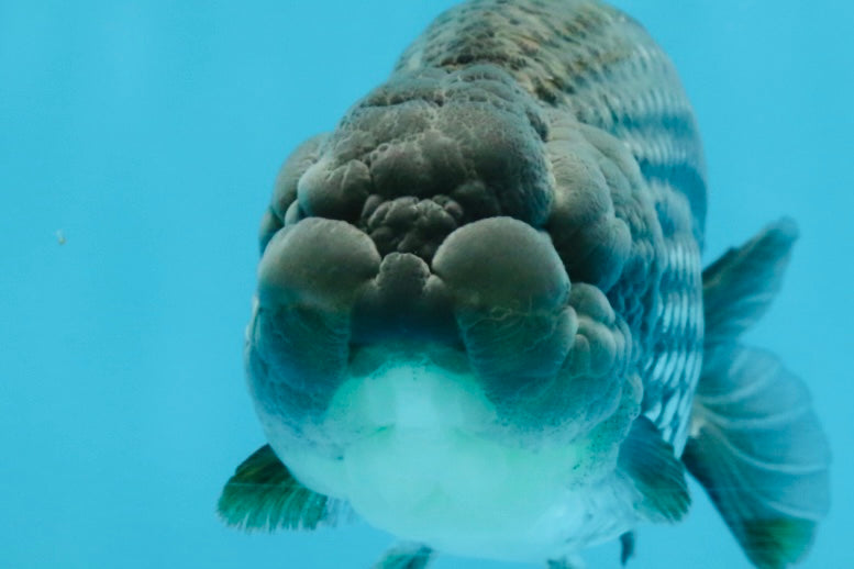 Blue LionChu Male 5 inches #103125LC_15