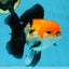 A Grade Tricolor Oranda Female 5.5-6 inches #111425OR_15
