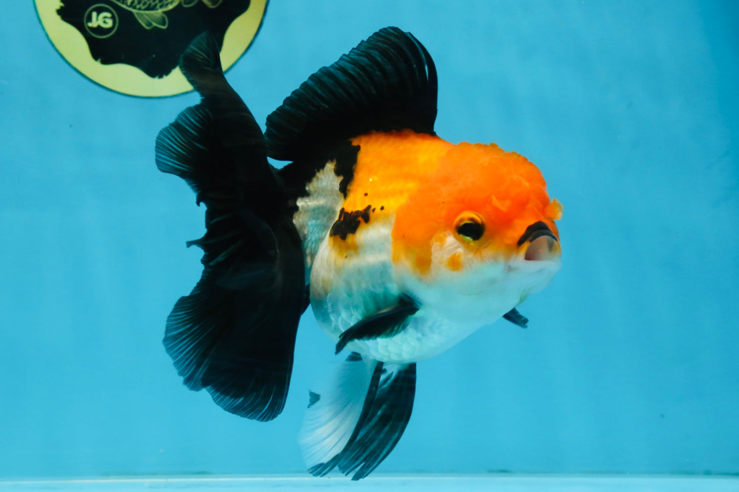 A Grade Tricolor Oranda Female 5.5-6 inches #111425OR_15