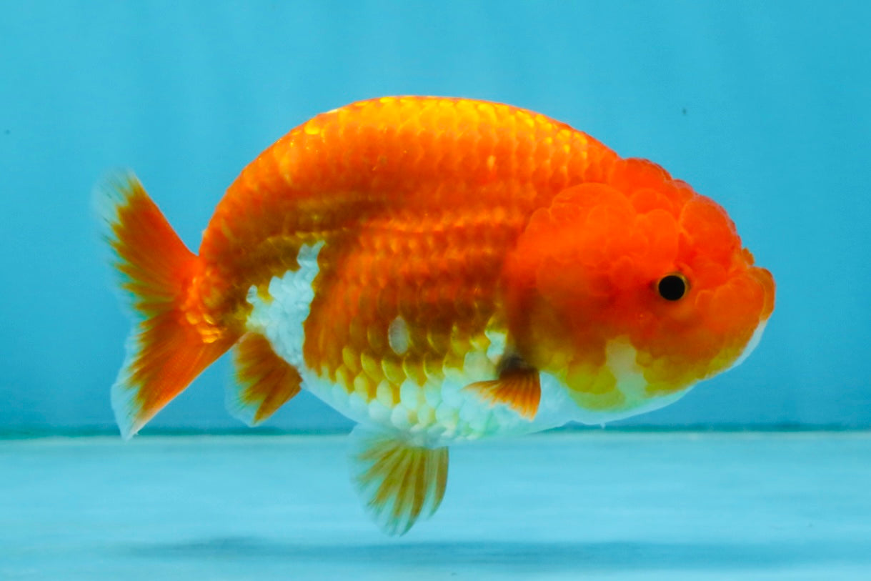 A Grade Red White LionQueen 4 inches #121225LC_09