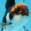 A Grade Color Pop Tricolor Oranda Male 4.5 inches #020725OR_25