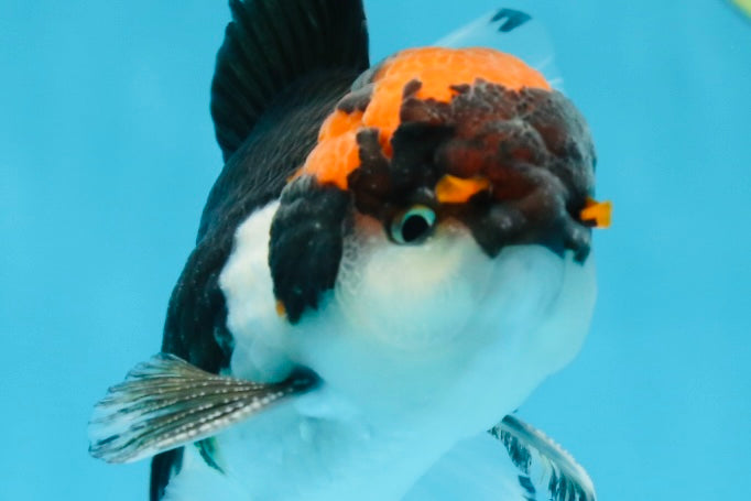 A Grade Color Pop Tricolor Oranda Male 4.5 inches #020725OR_25