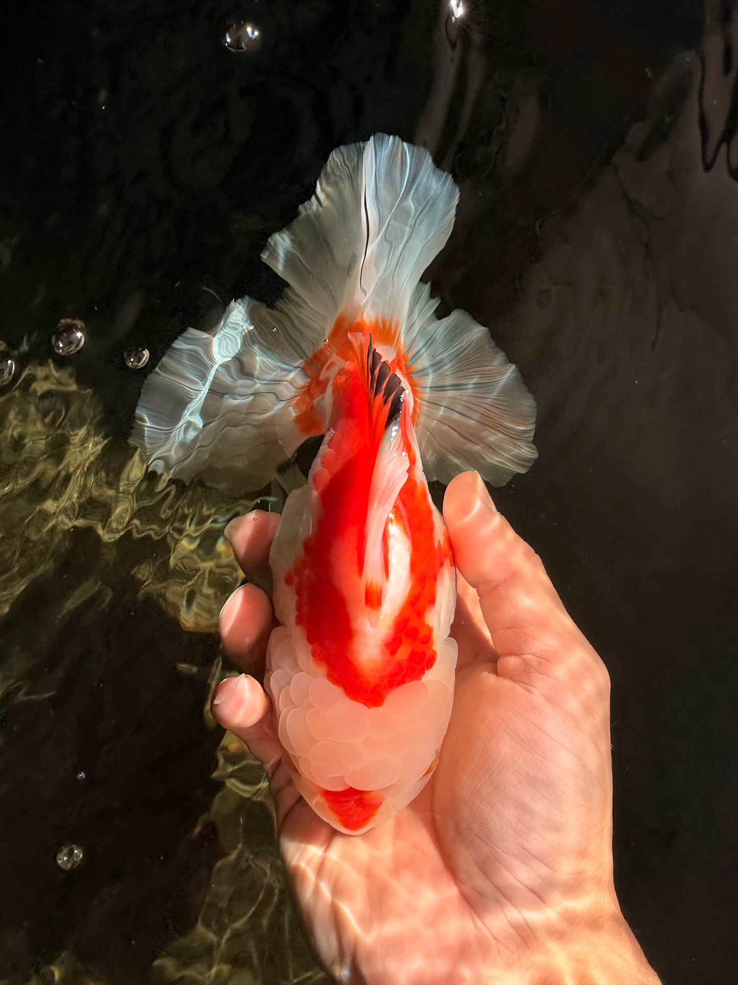 SPECIAL A Grade Red White Oranda Male 6-6.5 inches #051526OR_02