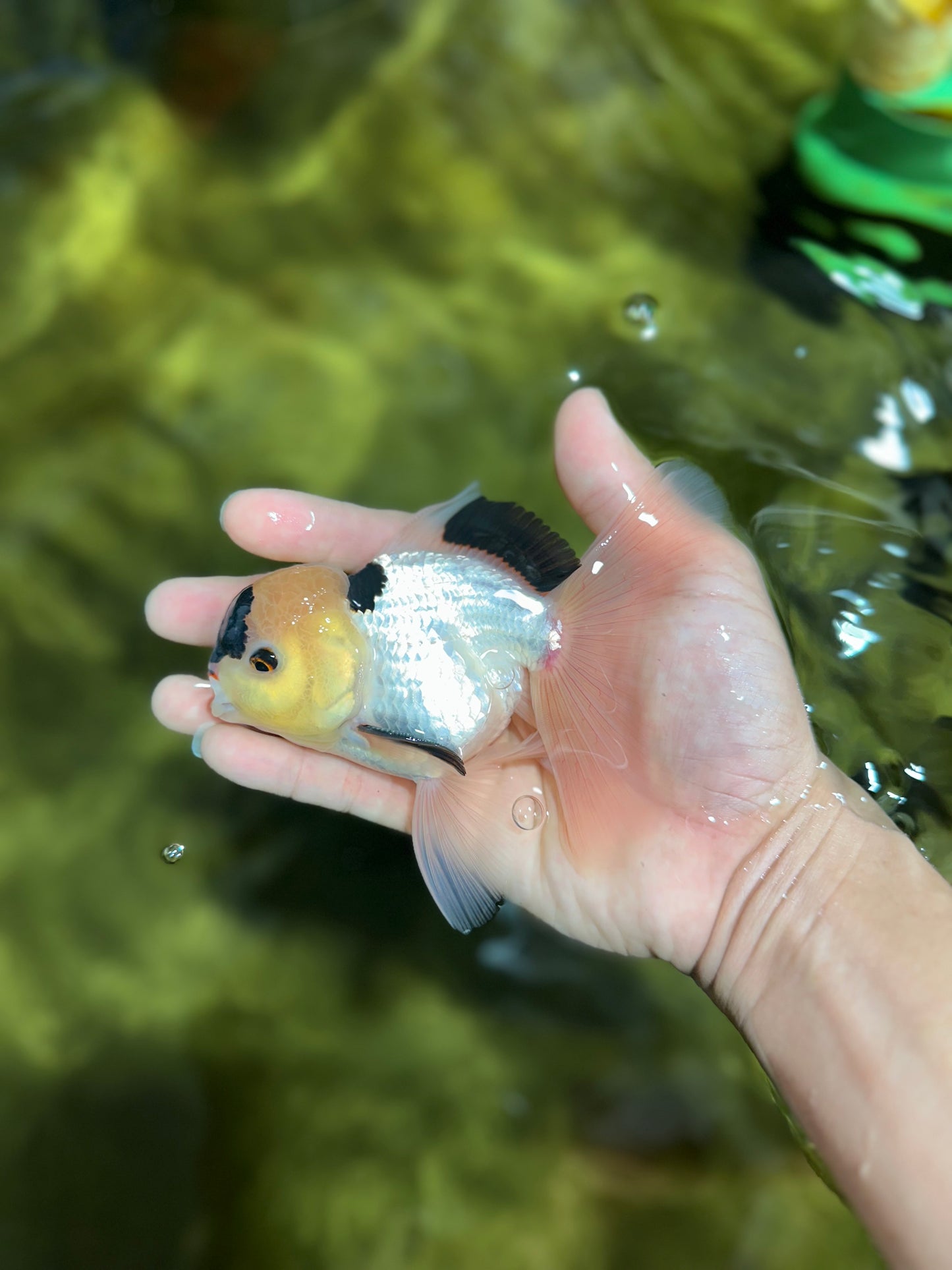 PUPPY FACE A Grade Panda Oranda Male 4.5-5 inches #041825OR_09