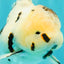 AAA Grade White Tiger Oranda Male 5.5 inches #062626OR_35