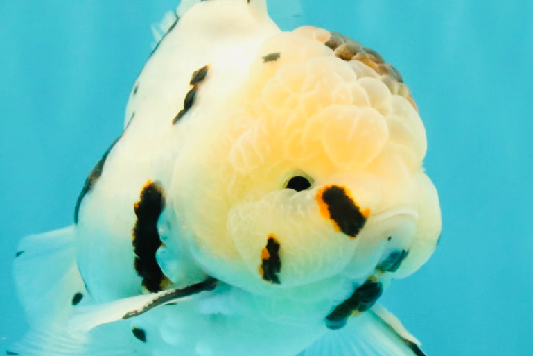 AAA Grade White Tiger Oranda Male 5.5 inches #062626OR_35