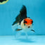 Tricolor Oranda Female 5 inches #091225OR_20