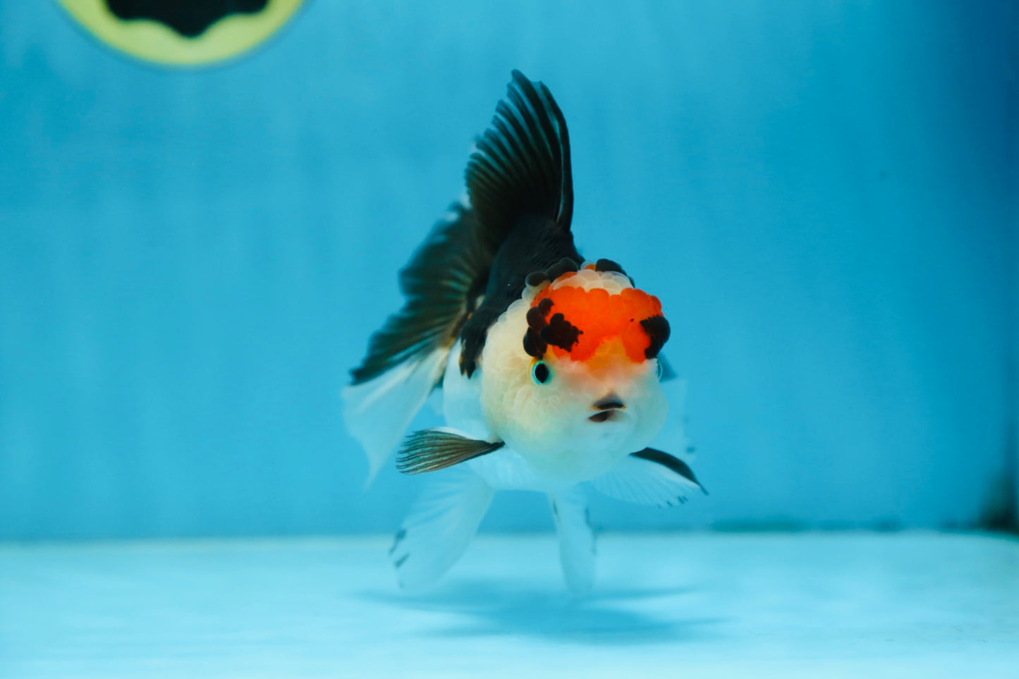 Tricolor Oranda Female 5 inches #091225OR_20