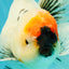 SPECIAL A Grade Red Head Marble Oranda Male 6.5-7 inches #082826OR_05