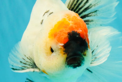 SPECIAL A Grade Red Head Marble Oranda Male 6.5-7 inches #082826OR_05