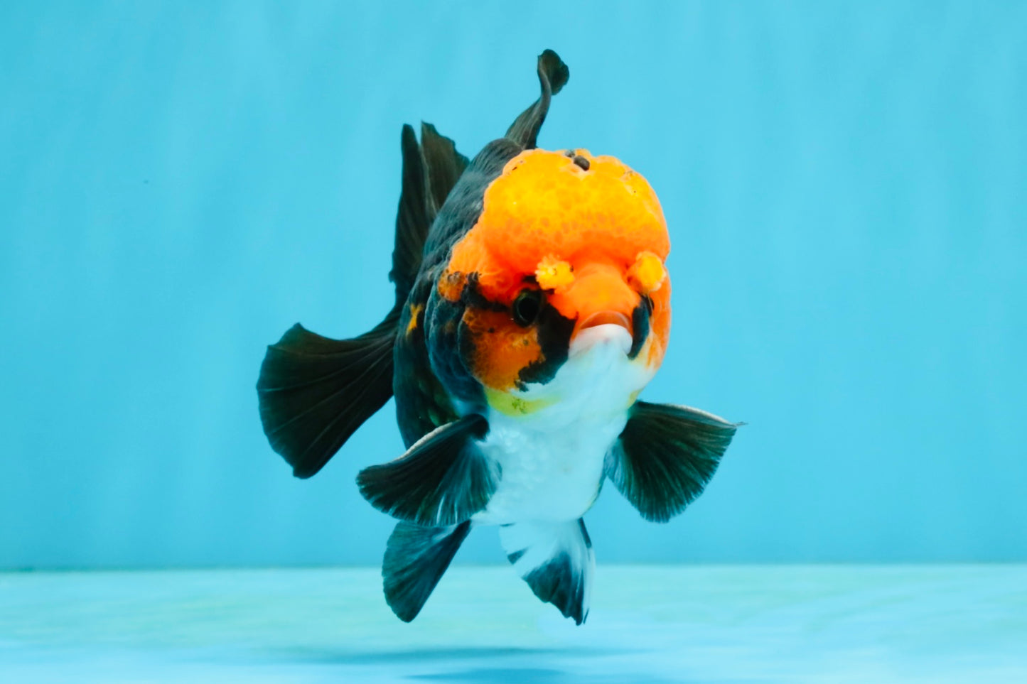 Pompom Tricolor Yuanbao Male 4.5 inches #040326YB_03