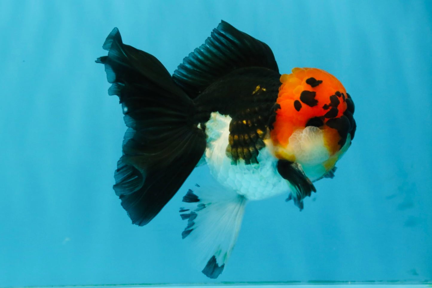 LAVA Tricolor Oranda Male 5 inches #040326OR_18