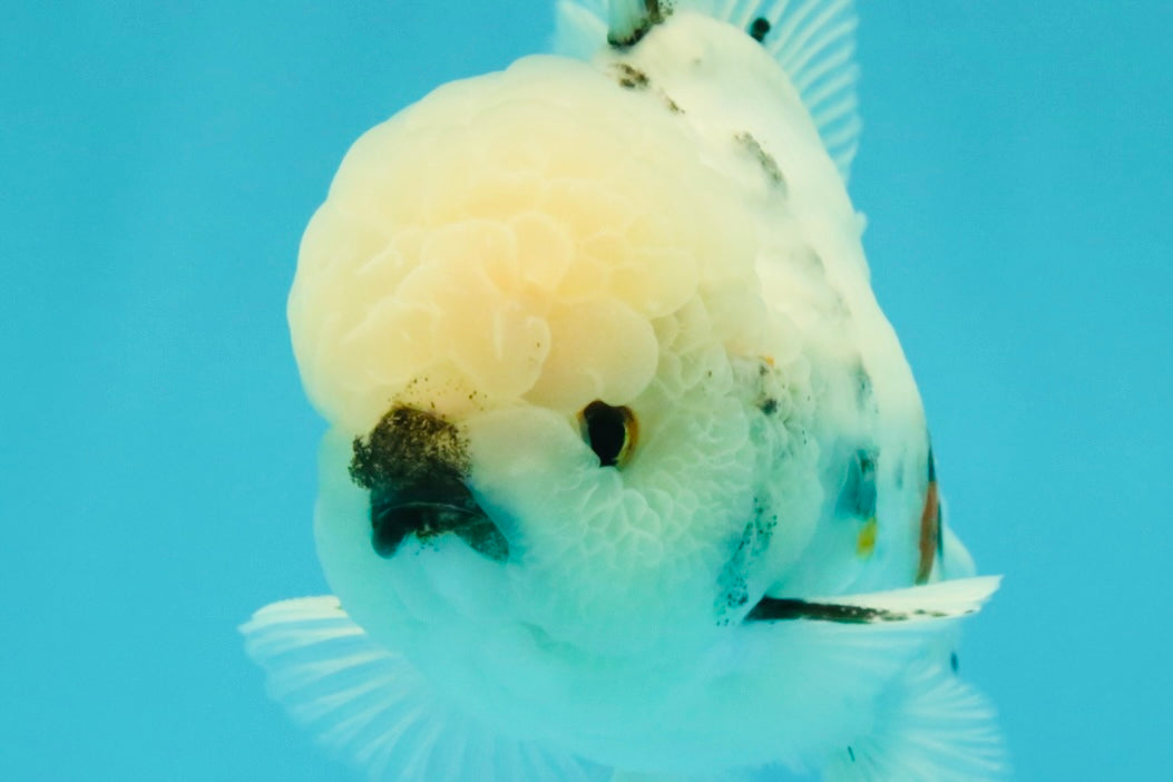CHONKY A Grade Marble Oranda Male 5.5-6  inches #042426OR_09