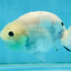 White Sakura Chinese Ranchu Female 4.5-5 inches #121225RC_04